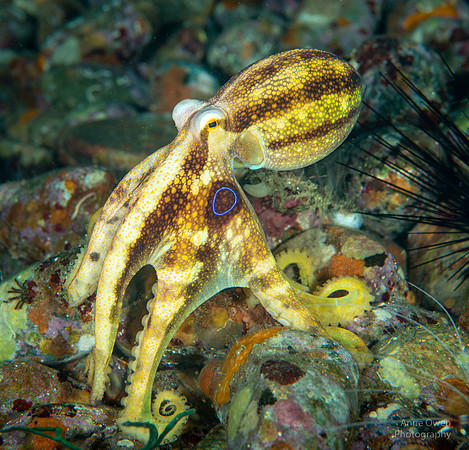 Mototi Octopus