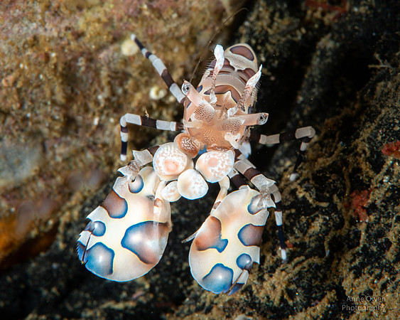 Harlequin Shrimp