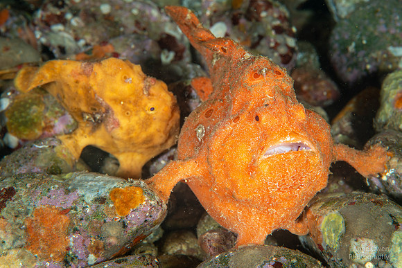 Painted Frogfish, female in front, male at rear