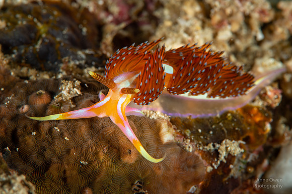 Nudibranch, Godiva sp.