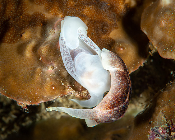 Headshield Slug pair, Chelidonura amoena