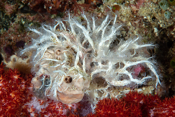 Calcareous Tubeworm colony