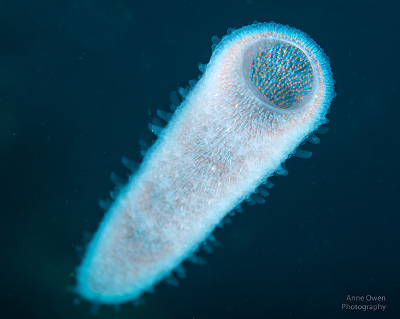 Pelagic Colonial Tunicate, Pyrosome