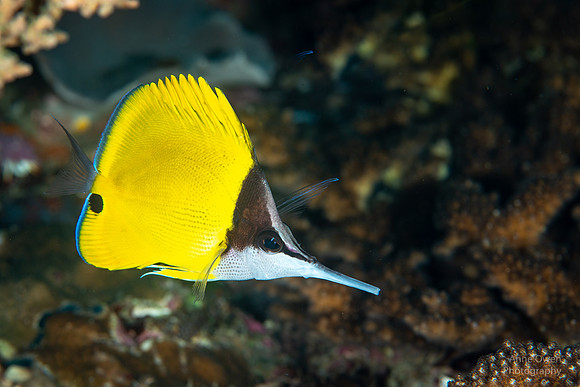 Big Longnose Butterflyfish