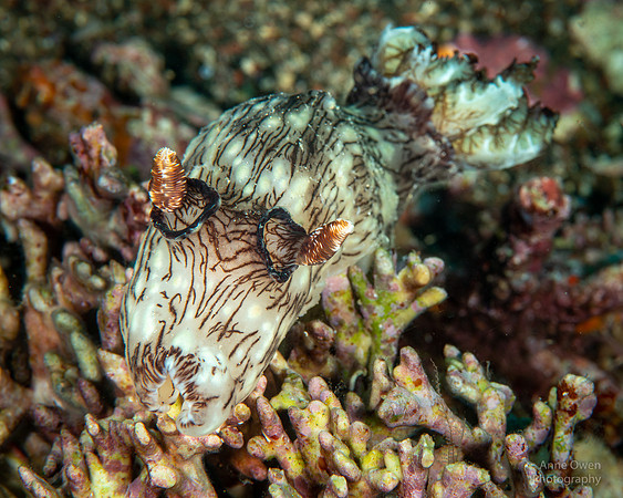 "Puppy Dog" Nudibranch, Jorunna rubescens