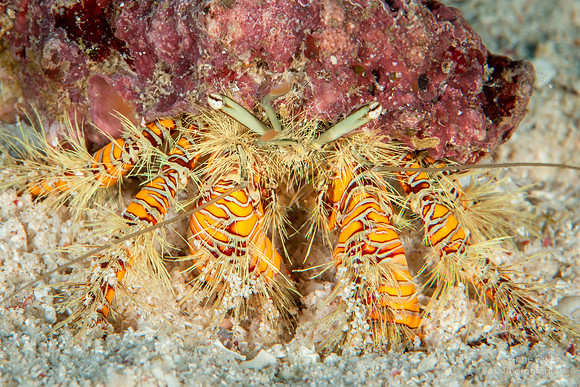 Hairy Yellow Hermit Crab