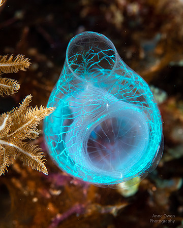 Tunicate