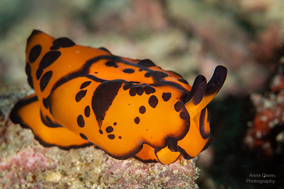 Marten's Sidegill Slug, Berthella martensi