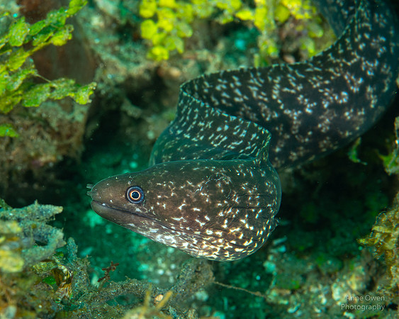 Moray Eel
