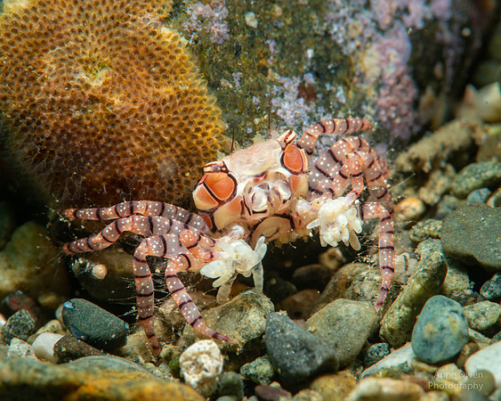 Mosaic Boxer Crab