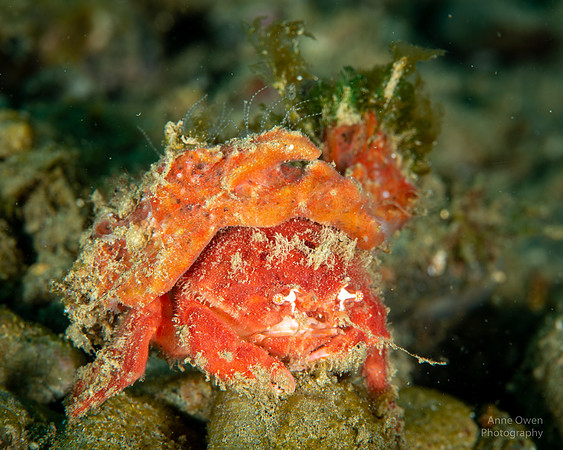 Sponge-carrying Crab