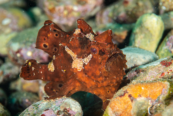 Painted Frogfish