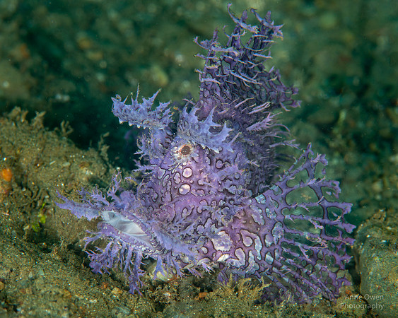 Weedy Scorpionfish, Rhinopias frondosa