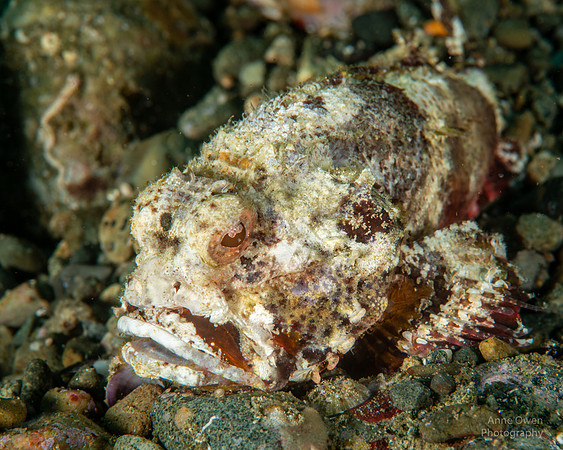 Bluntsnout Scorpionfish