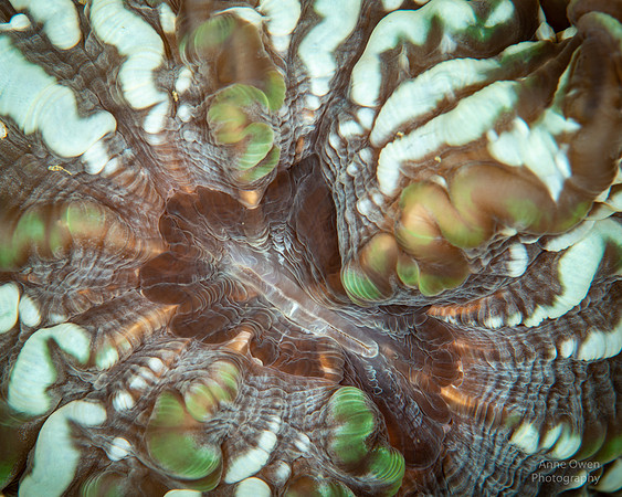 Solitary Cup Coral detail, Cynarina lacrymalis