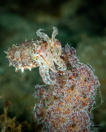 Cuttlefish, Sepia so.