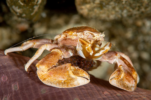 Porcelain Crab with eggs under tail