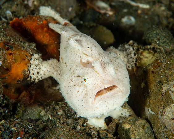 Striated (AKA Hairy) Frogfish