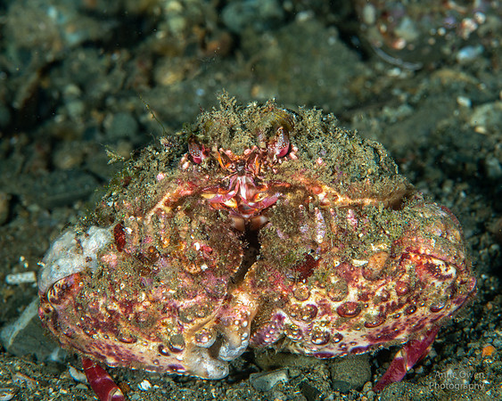 Box Crab, Calappa sp.