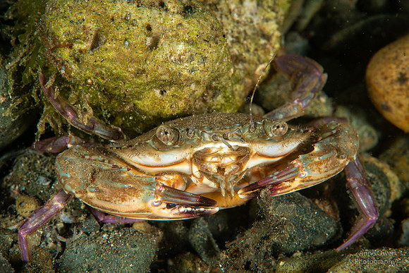 Swimming Crab with eggs under tail