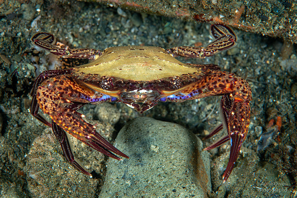 Swimming Crab