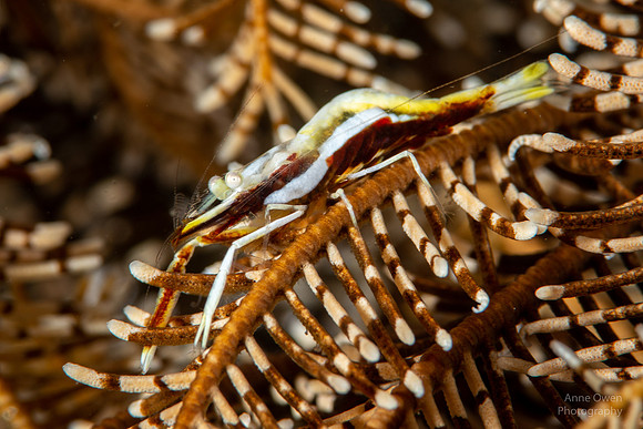 Twin-stripe Crinoid Shrimp, Periclimenes affinis