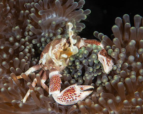 Porcelain Crab raking water for food