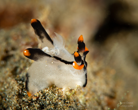 Nudibranch, Thecacera picta