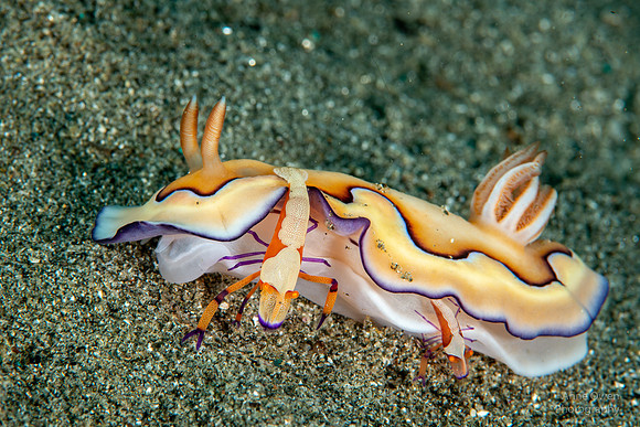 Nudibranch with Emperor Shrimp pair on board