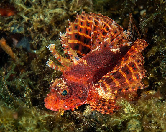 Shortfin Lionfish