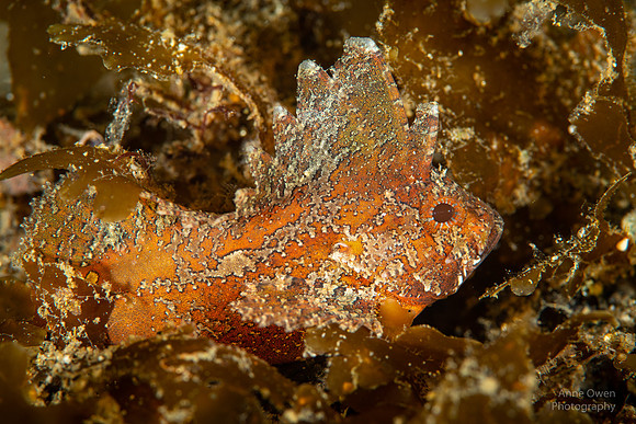 Cockatoo Waspfish