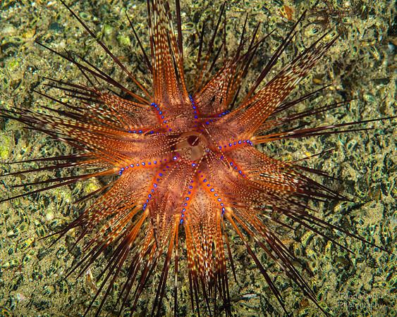 Radiant Sea Urchin, Astropyga radiata
