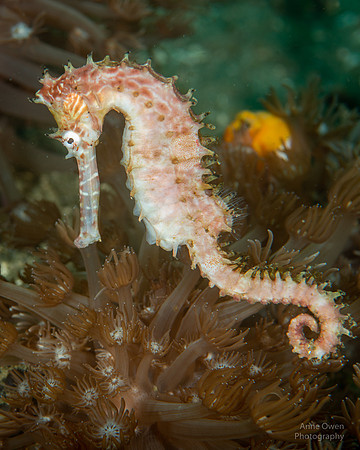 Thorny Seahorse, Hippocampus histrix