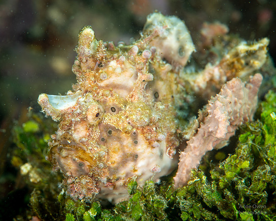 Warty Frogfish