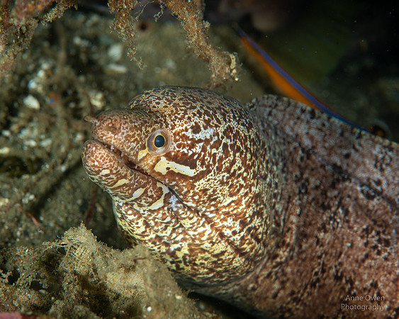 Barred-fin Moray