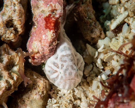 Psychedelic Frogfish