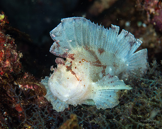 Leaffish