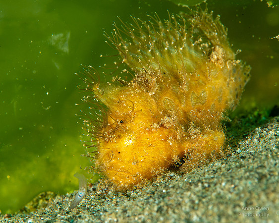 Hairy Frogfish with fishing lure extended