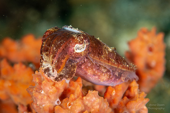 Cuttlefish