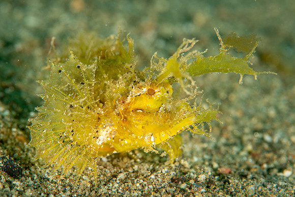 Ambon Scorpionfish