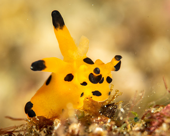 Nudibranch, Thecacera sp.