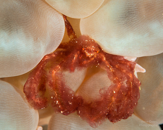 Orangutan Crab in Bubble Coral