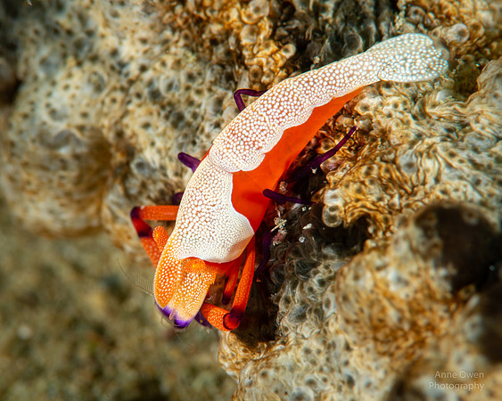 Emperor Shrimp, Periclimenes imperator
