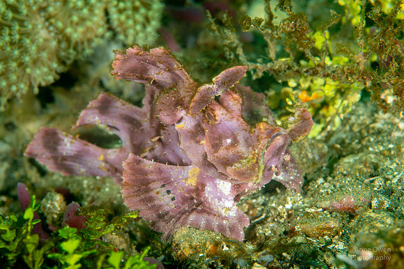 Paddle-flap Rhinopias, Rhinopias eschmeyeri