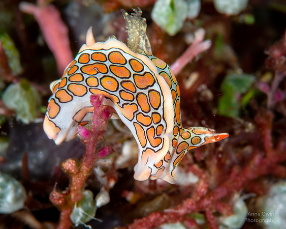 Psychadelic Headshield Slug