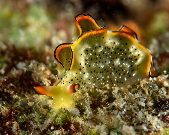 Ornate Sap-sucking Slug, Elysia ornata