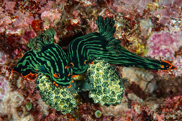 Nudibranchs, Kubaryana's Nembrotha
