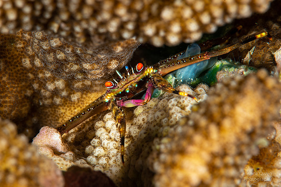 Flat Rock Crab, Percnon planissimum