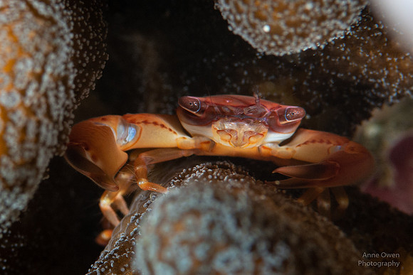 Guard Crab in Coral
