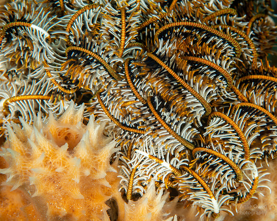 Sponge and Crinoid Detail